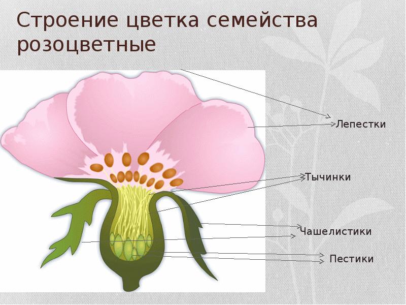 Семейство розоцветные рисунок