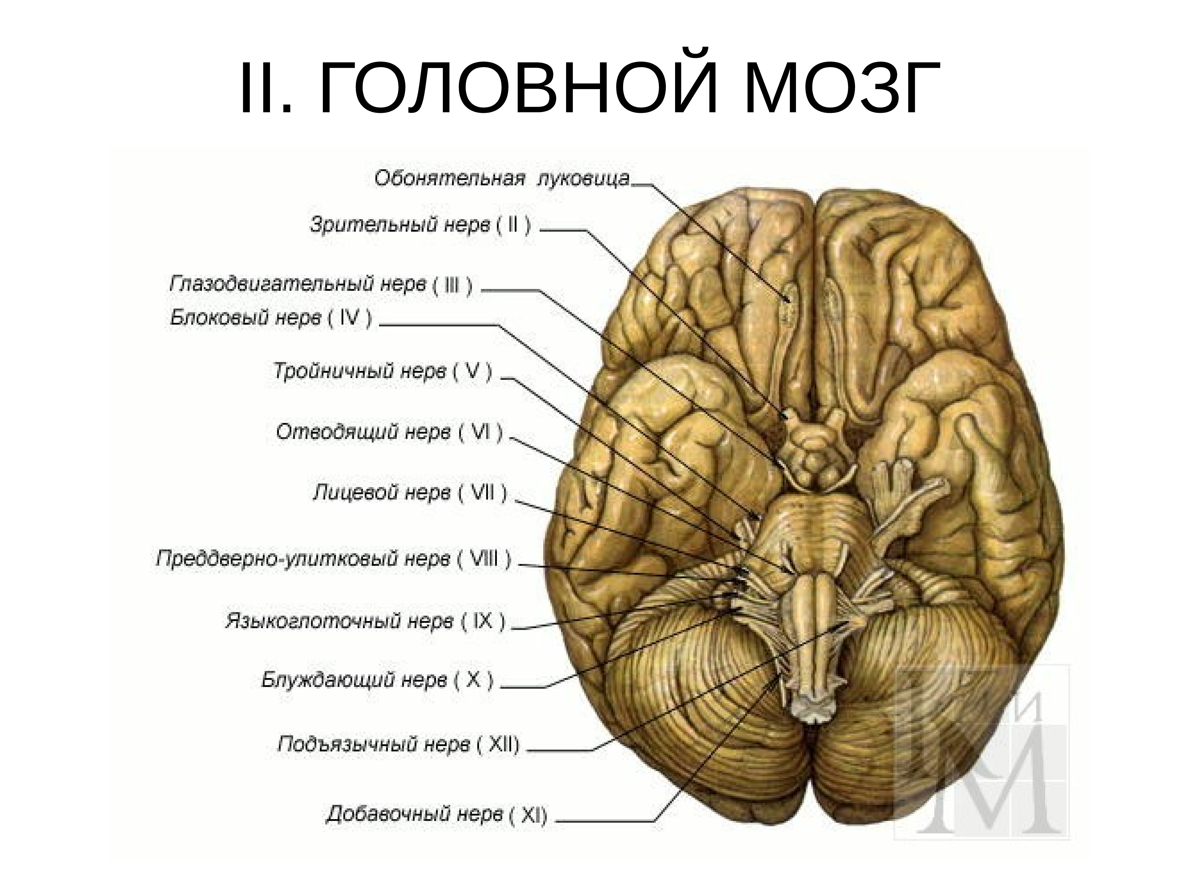 Расположение черепных нервов. 12 ЧМН анатомия. Черепно мозговые нервы анатомия. Черепно мозговые нервы 1 пара обонятельный нерв. Расположение черепно-мозговых нервовнерво.