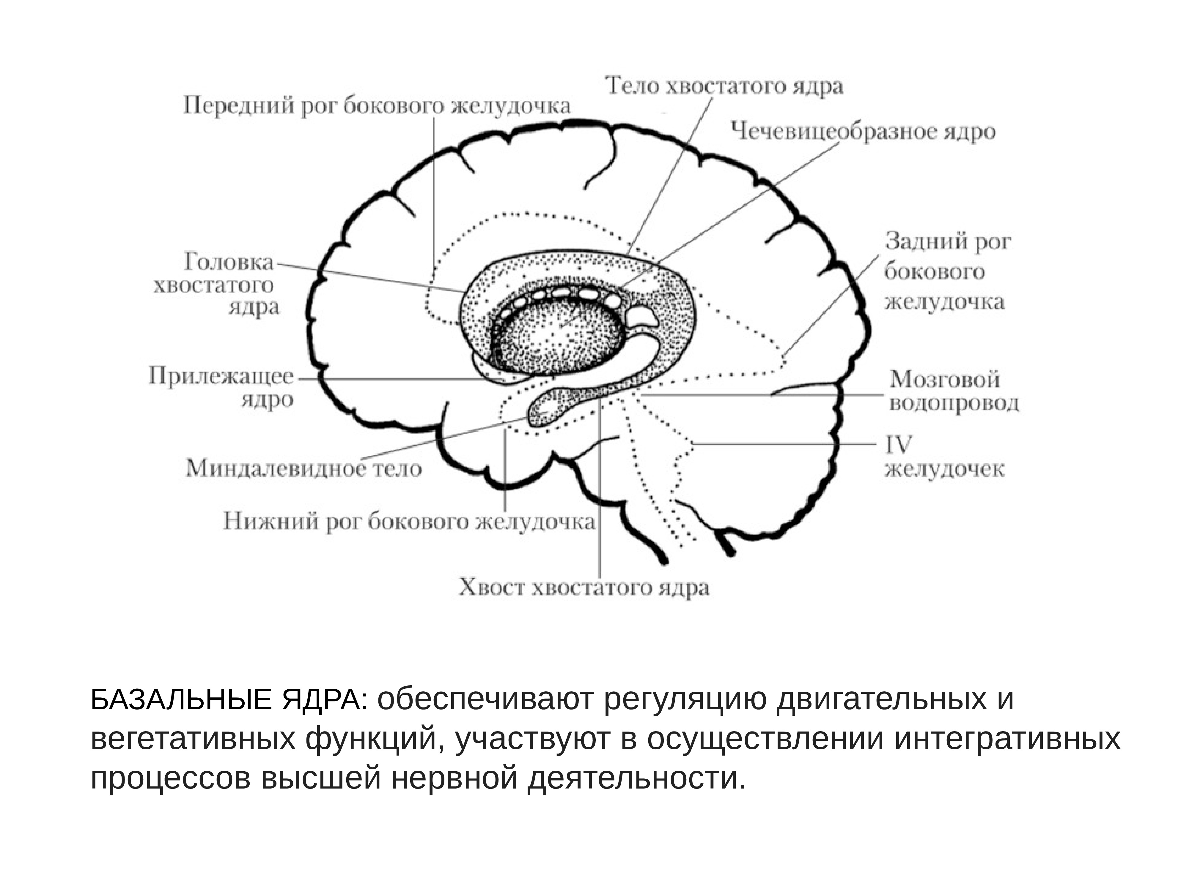 Хвостатое счастье. Хвостатое ядро мозга. Тело хвостатого ядра анатомия. Хвостатое ядро анатомия. Головка тело и хвост хвостатого ядра.