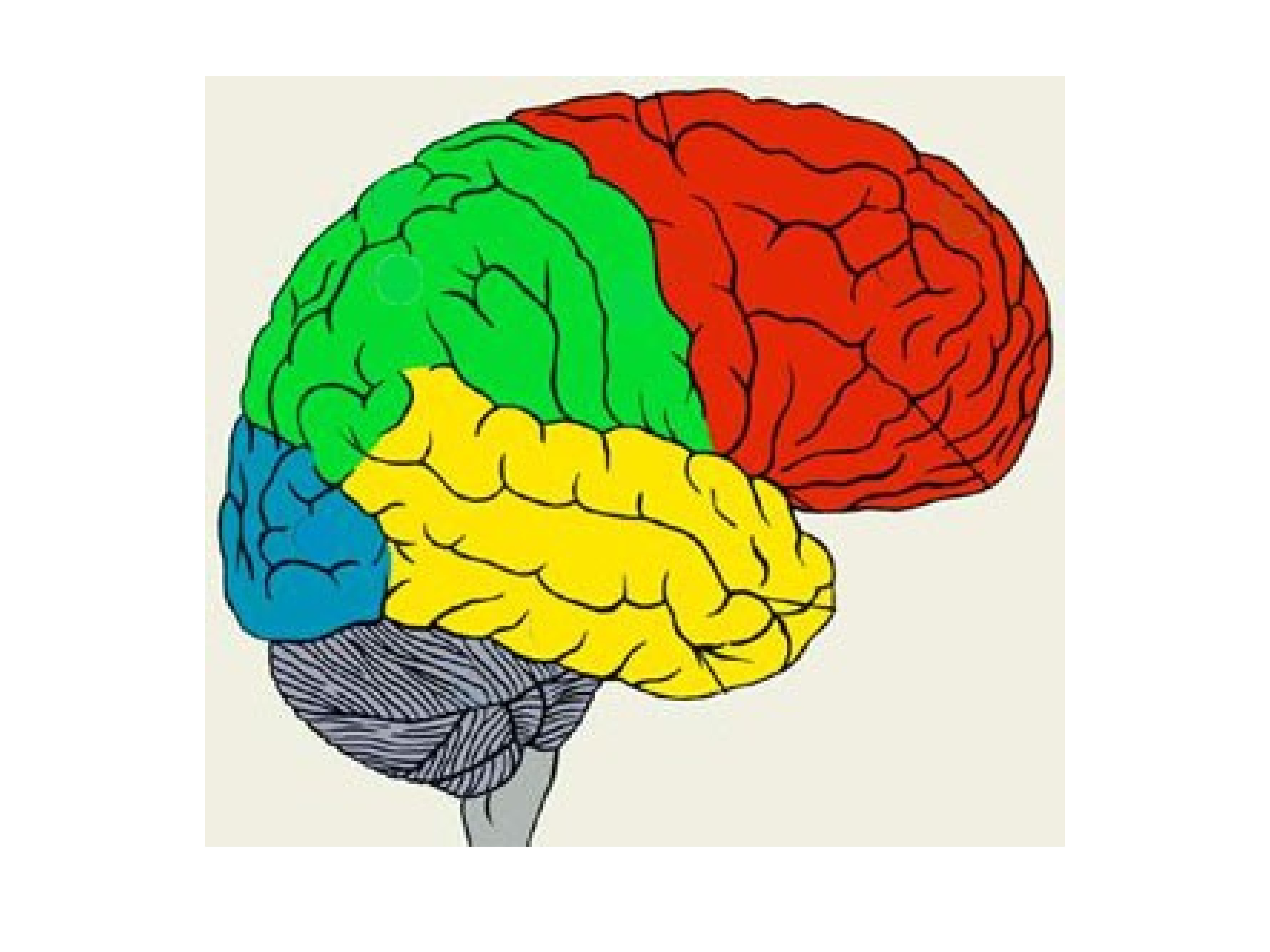 Задние доли мозга. Строение полушарий головного мозга доли борозды извилины. Строение головного мозга доли борозды извилины. Задняя Центральная извилина теменной доли.