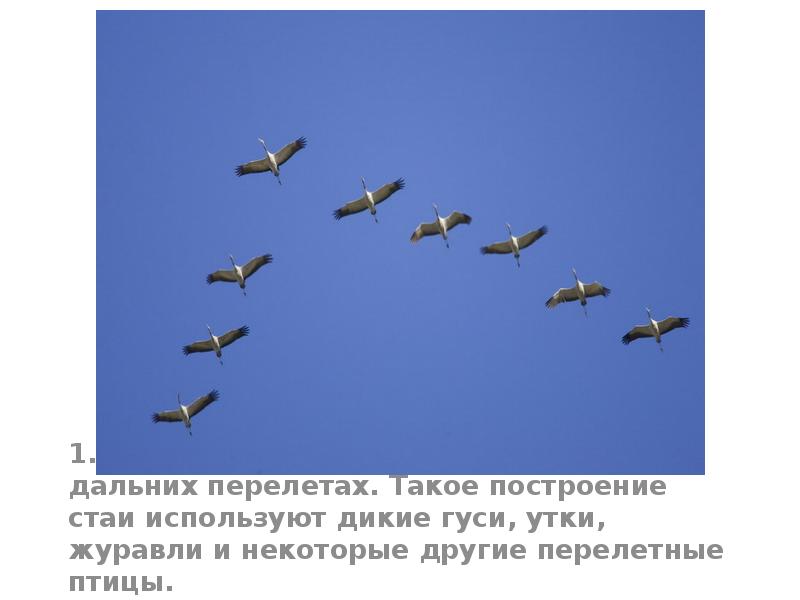 1. Птичий клин- построение птиц при дальних перелетах. Такое построение стаи 1. Птичий клин- построение птиц при дальних перелетах. Такое построение стаи