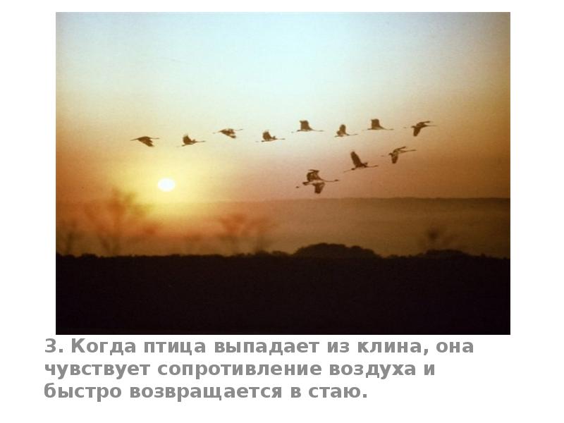 3. Когда птица выпадает из клина, она чувствует сопротивление воздуха и 3. Когда птица выпадает из клина, она чувствует сопротивление воздуха и