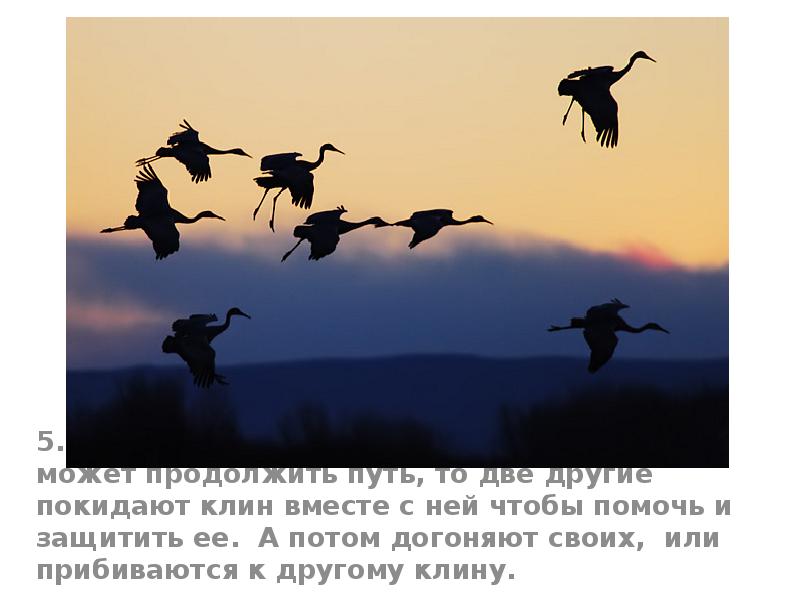 5. Если одна птица по какой то причине не может продолжить 5. Если одна птица по какой то причине не может продолжить