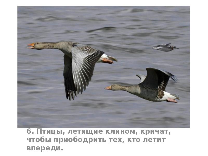 6. Птицы, летящие клином, кричат, чтобы приободрить тех, кто летит впереди. 6. Птицы, летящие клином, кричат, чтобы приободрить тех, кто летит впереди.