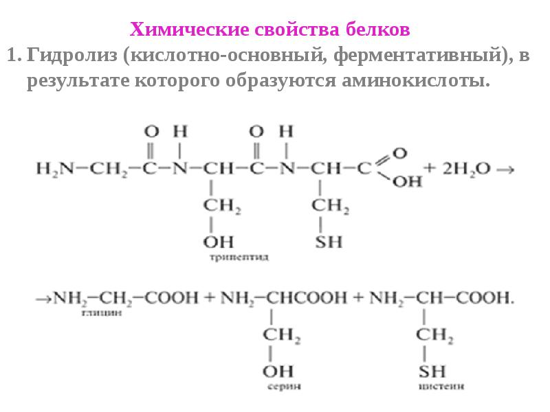 Презентация белки 10 класс химия рудзитис