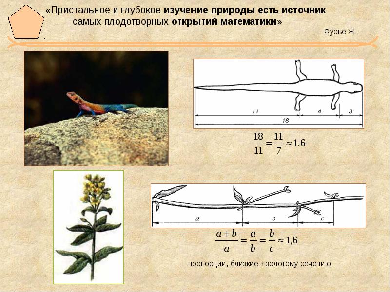 Тайны золотого сечения презентация