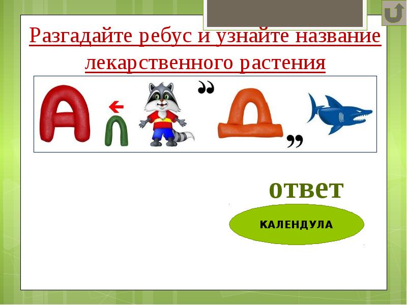 Ребус цветок. Ребусы про лекарственные растения. Ребус календула. Ребусы на тему лекарственные растения. Ребусы лекарственные травы.