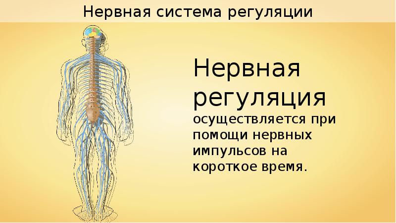 Нервная регуляция осуществляется. Нервная регуляция органов чувств у животных. Нервная регуляция осуществляется с помощью. Основа нервной регуляции.