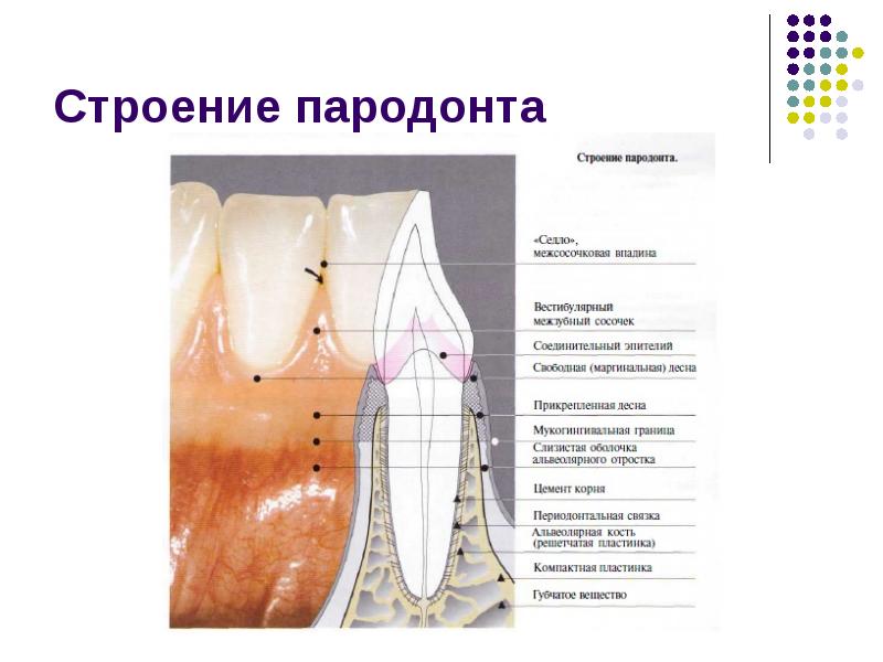 Особенности строения пародонта у детей презентация