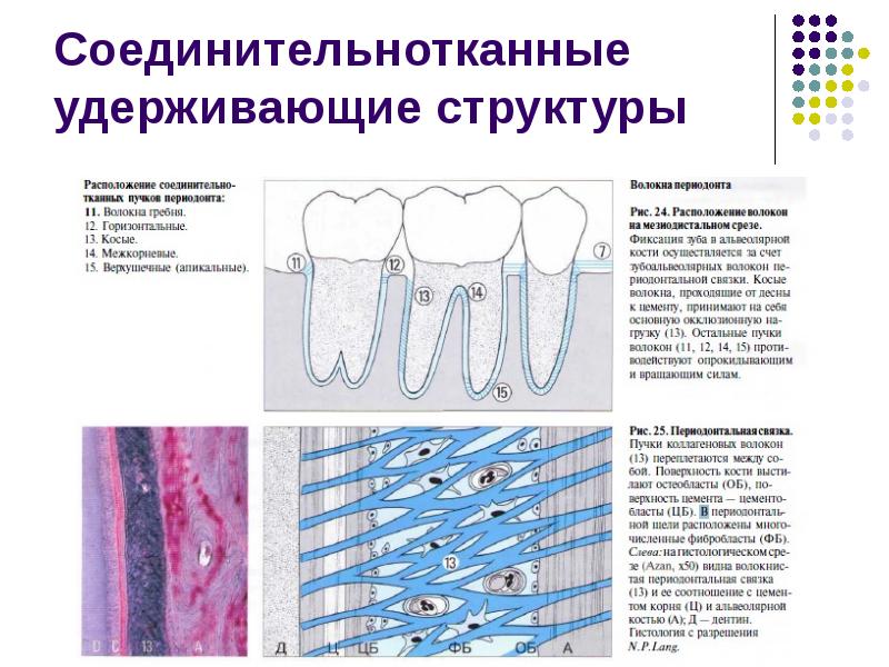 Соединительно тканные перемычки между краями и стенками раны характерны для