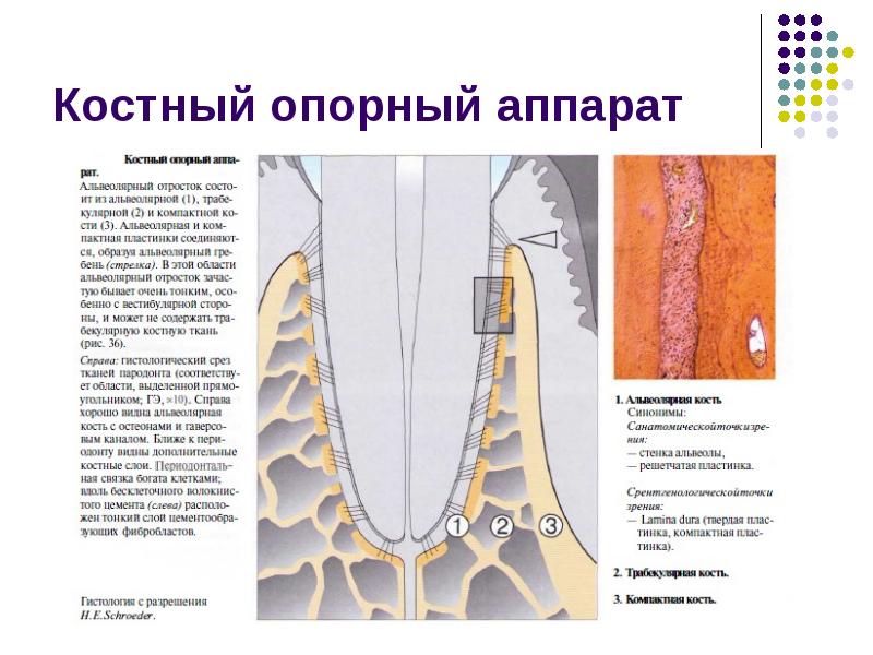 Схема структурной организации периодонтальной связки