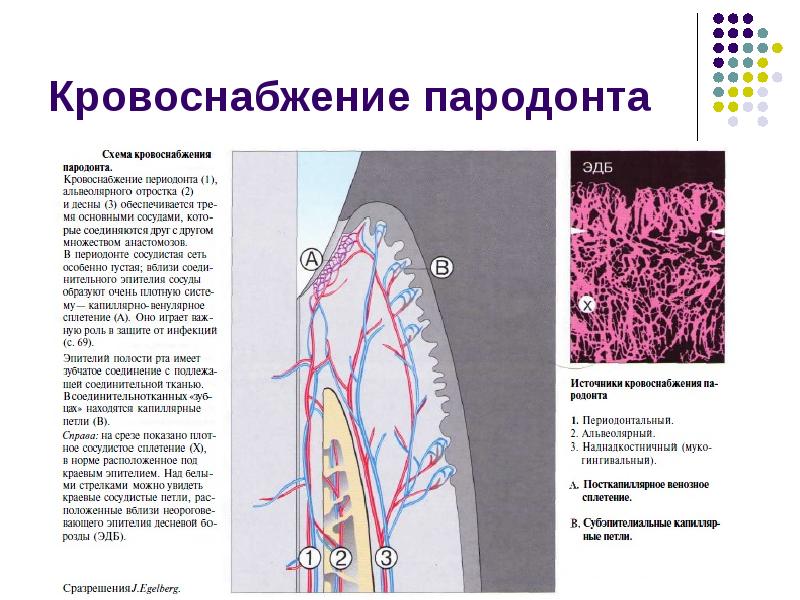 Понятие о пародонтальном комплексе особенности функционирования и биомеханики пародонта презентация