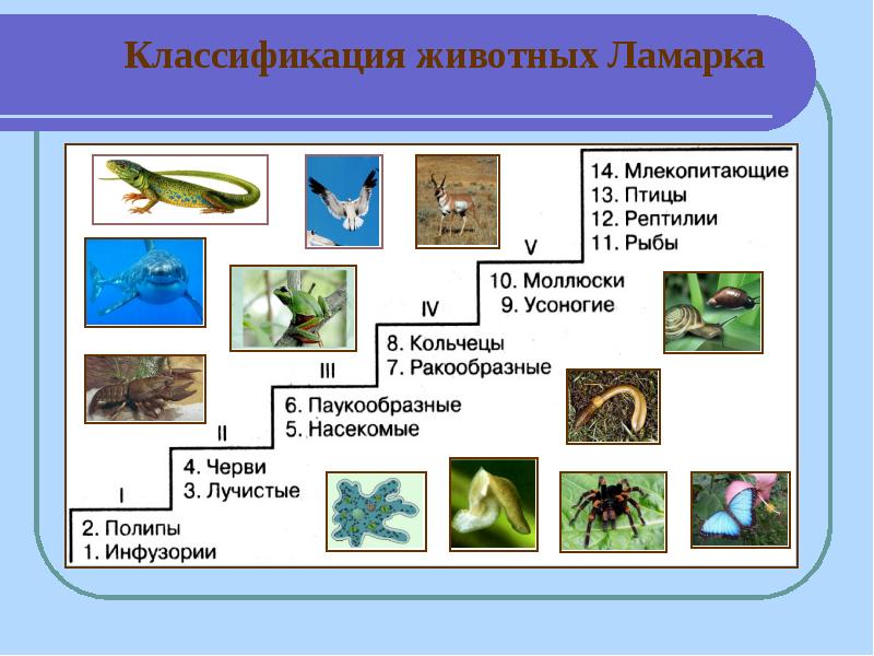 Животные биология 9 класс. Систематика животных по Ламарку. Классификация животных по Ламарку. Классификация животных по Ламарку таблица. Система животных Ламарка.