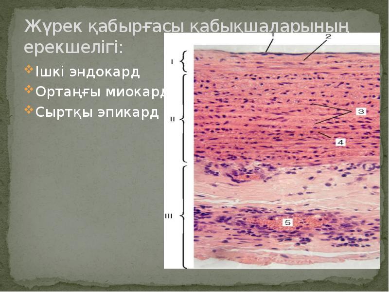 Сердце гистология презентация