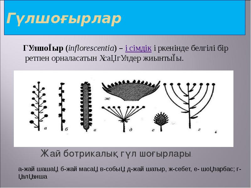 Гүлшоғырлар &nbsp; &nbsp; &nbsp; &nbsp; &nbsp; &nbsp; &nbsp; &nbsp; &nbsp; 