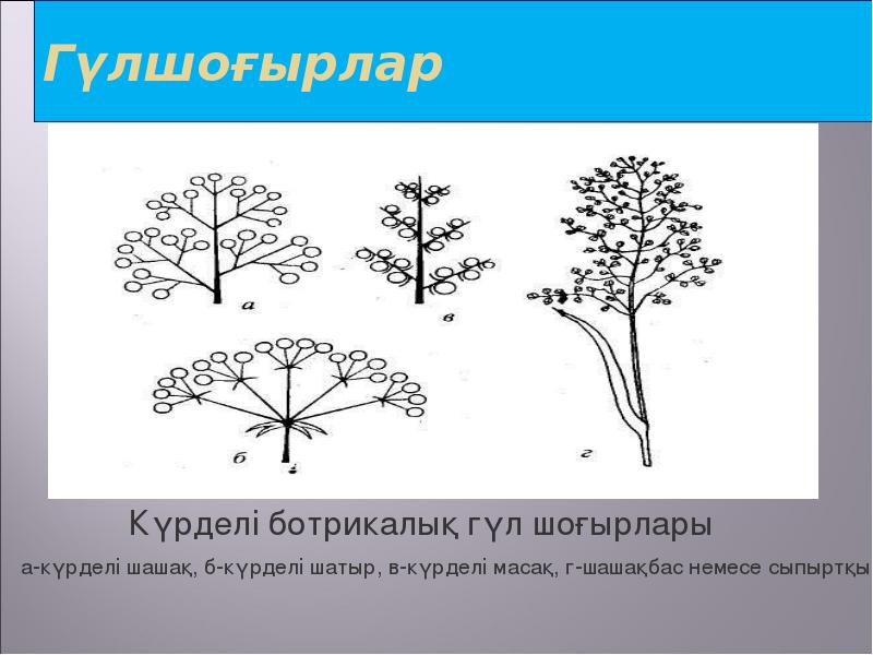 Ашық тұқымды және жабық тұқымды өсімдіктердің тіршілік циклі презентация