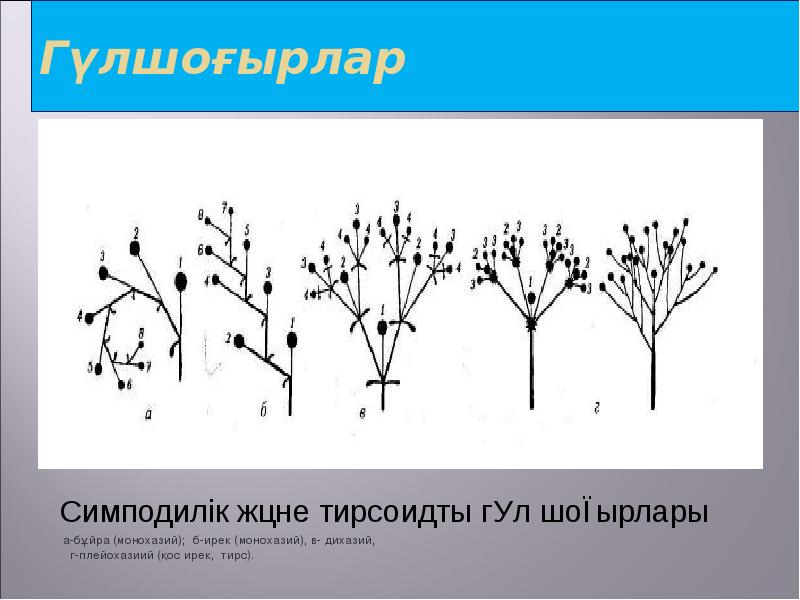 Гүлшоғырлар