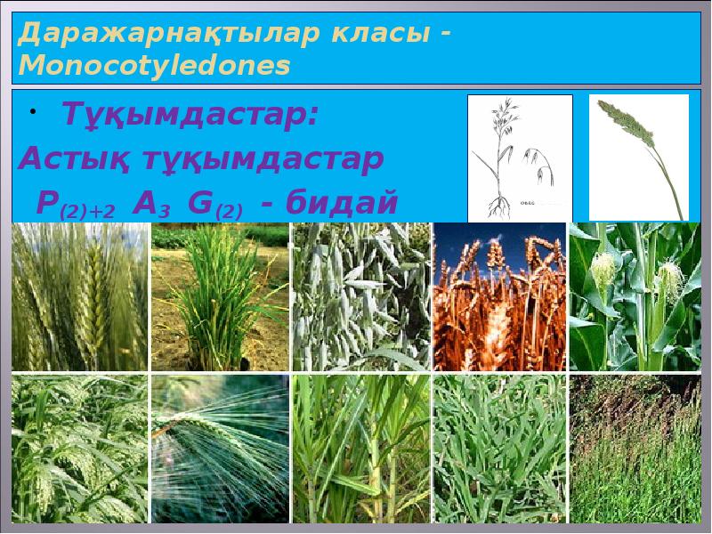 Даражарнақтылар класы - Мonocotyledones  Тұқымдастар: Астық тұқымдастар   Р(2)+2