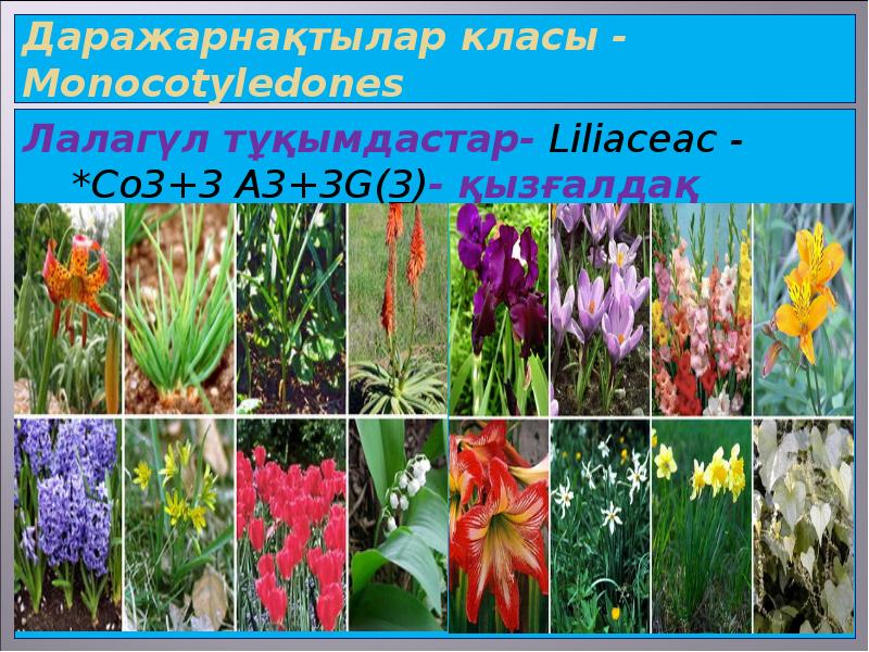 Даражарнақтылар класы - Мonocotyledones  Лалагүл тұқымдастар- Lіlіaceac - *Со3+3 А3+3G(3)-