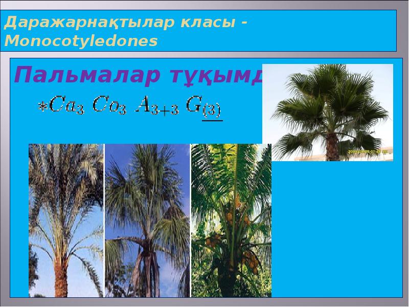 Даражарнақтылар класы - Мonocotyledones  Пальмалар тұқымдасы