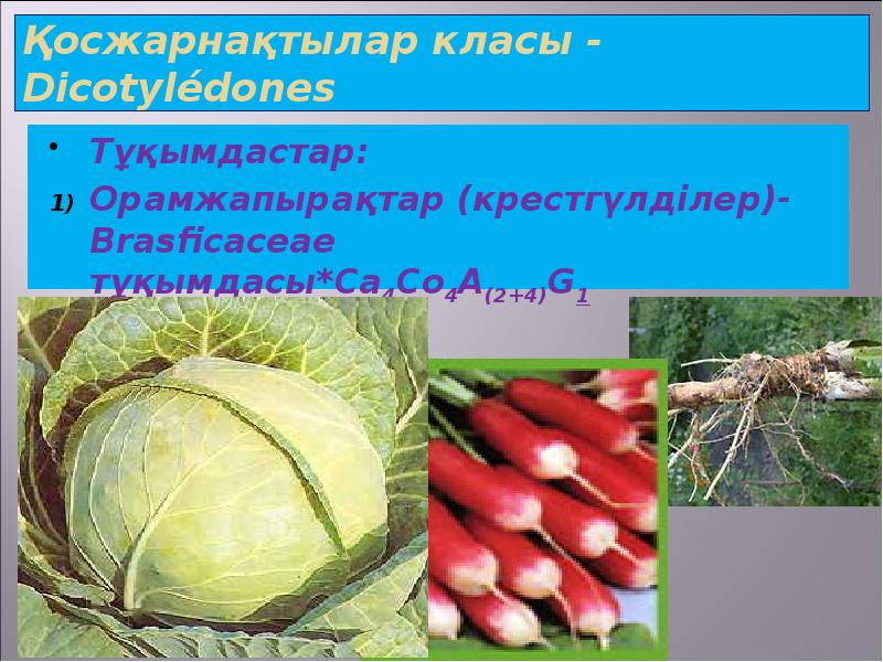 Қосжарнақтылар класы - Dicotylédones Тұқымдастар: Орамжапырақтар (крестгүлділер)-Brasficaceae тұқымдасы*Са4Со4А(2+4)G1