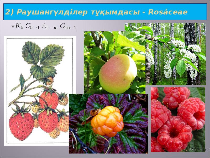 2) Раушангүлділер тұқымдасы - Rosáceae