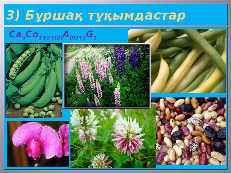 3) Бұршақ тұқымдастар Cа5Со1+2+(2)А(9)+1G1