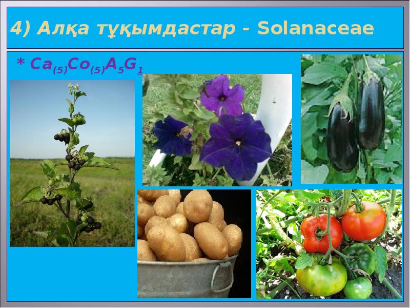 4) Алқа тұқымдастар - Solanaceae * Са(5)Со(5)А5G1