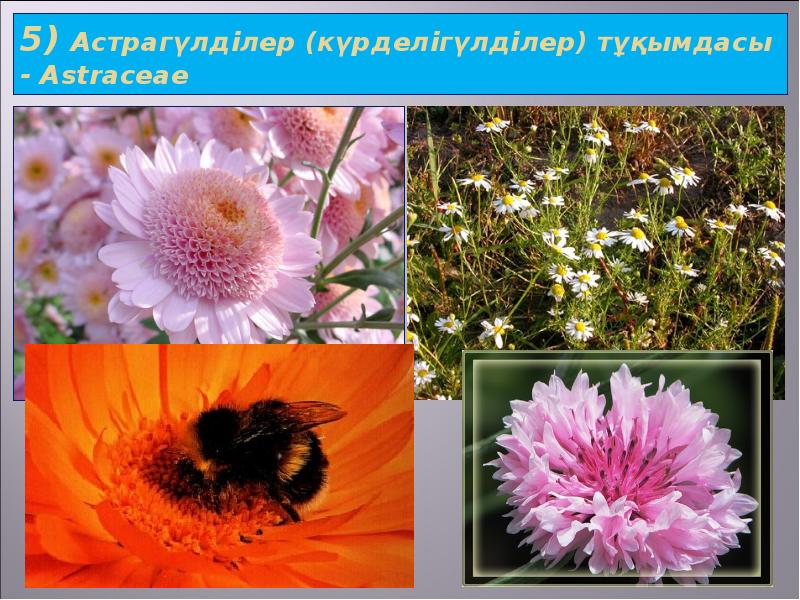5) Астрагүлділер (күрделігүлділер) тұқымдасы - Astraceae