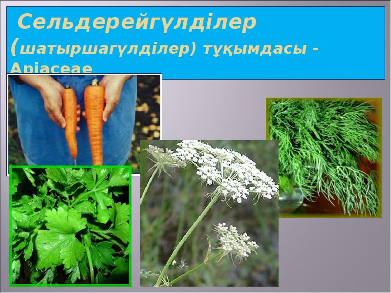 Сельдерейгүлділер (шатыршагүлділер) тұқымдасы - Apіaceae