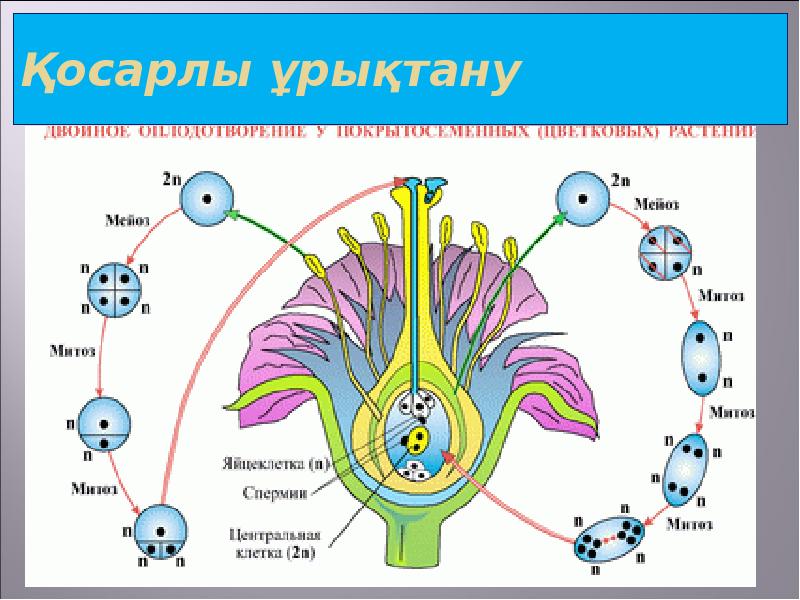 Қосарлы ұрықтану