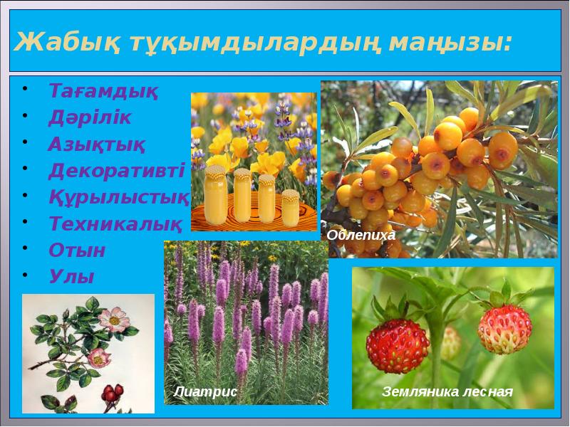 Жабық тұқымдылардың маңызы: Тағамдық Дәрілік Азықтық Декоративті Құрылыстық Техникалық Отын Улы