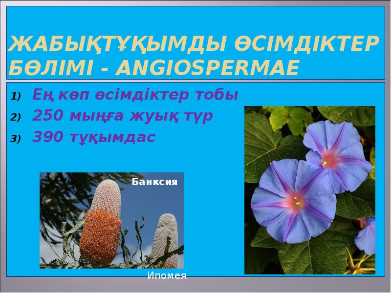 Жабықтұқымды өсімдіктер бөлімі - Angiospermae Ең көп өсімдіктер тобы 250 мыңға