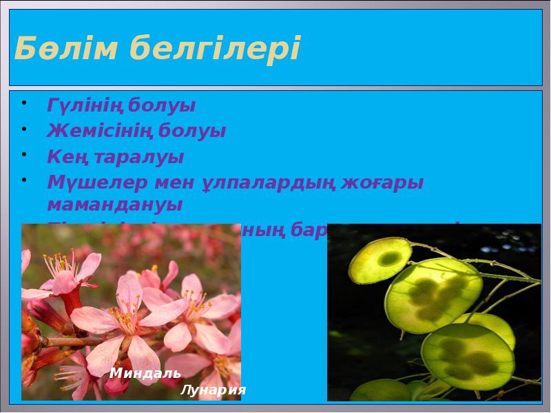 Бөлім белгілері Гүлінің болуы Жемісінің болуы Кең таралуы Мүшелер мен ұлпалардың