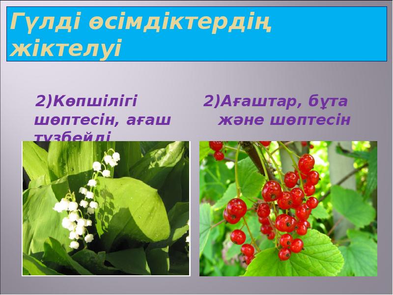 Гүлді өсімдіктердің жіктелуі