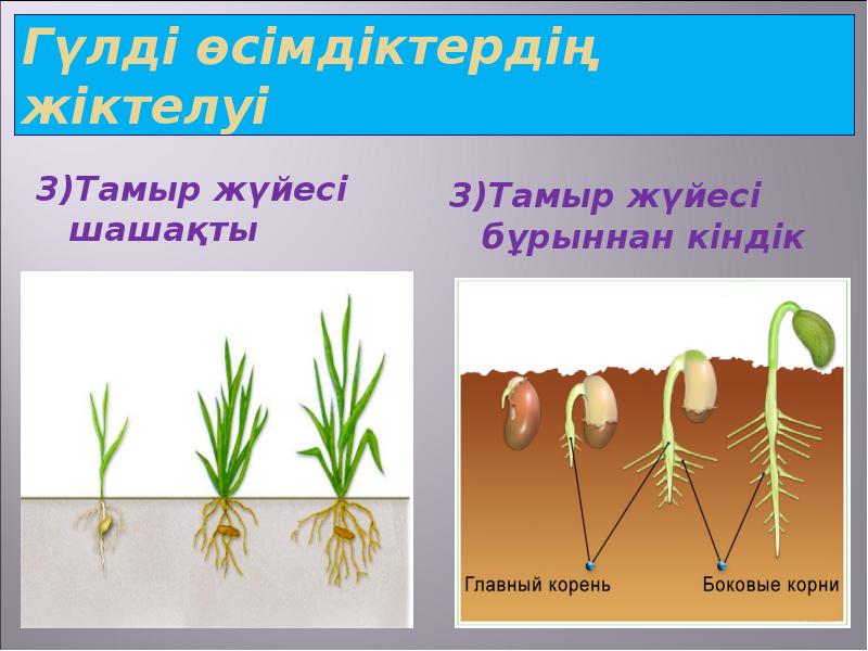 Гүлді өсімдіктердің жіктелуі