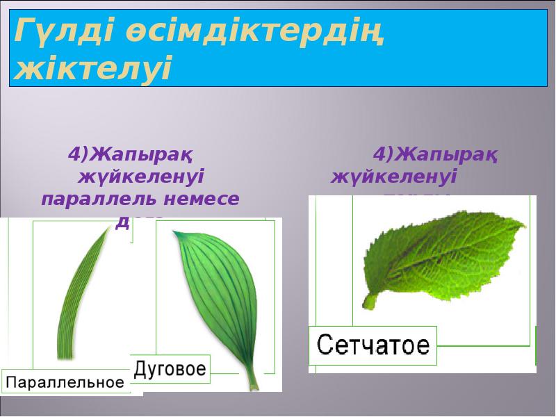 Гүлді өсімдіктердің жіктелуі