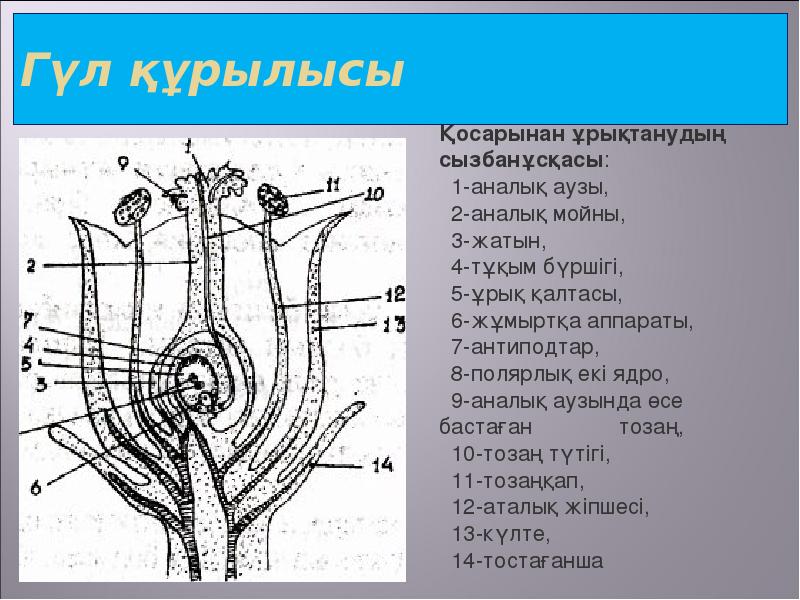 Ашық тұқымды және жабық тұқымды өсімдіктердің тіршілік циклі презентация