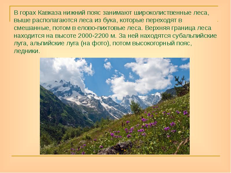 В горах Кавказа нижний пояс занимают широколиственные леса, выше располагаются леса В горах Кавказа нижний пояс занимают широколиственные леса, выше располагаются леса