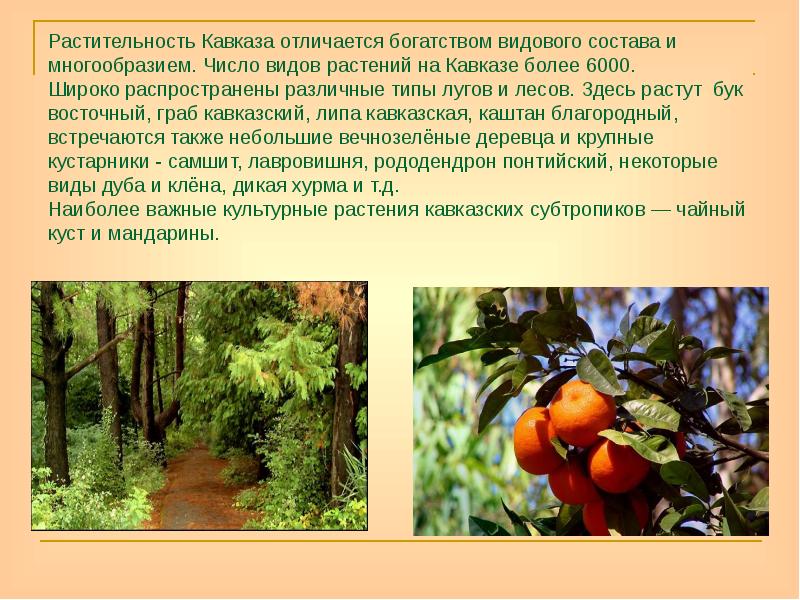 Растительность Кавказа отличается богатством видового состава и многообразием. Число видов растений Растительность Кавказа отличается богатством видового состава и многообразием. Число видов растений