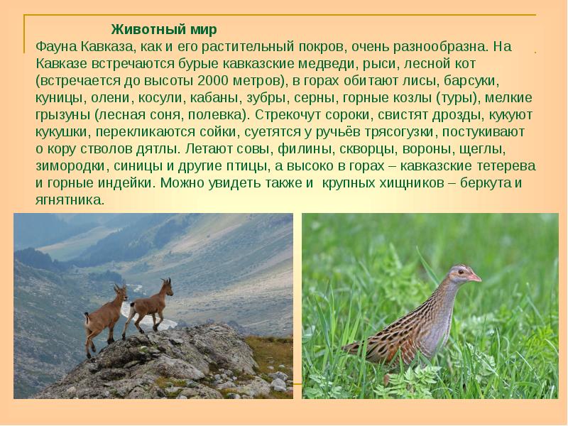 Животный мир Фауна Кавказа, как и его растительный покров, очень разнообразна. Животный мир Фауна Кавказа, как и его растительный покров, очень разнообразна.