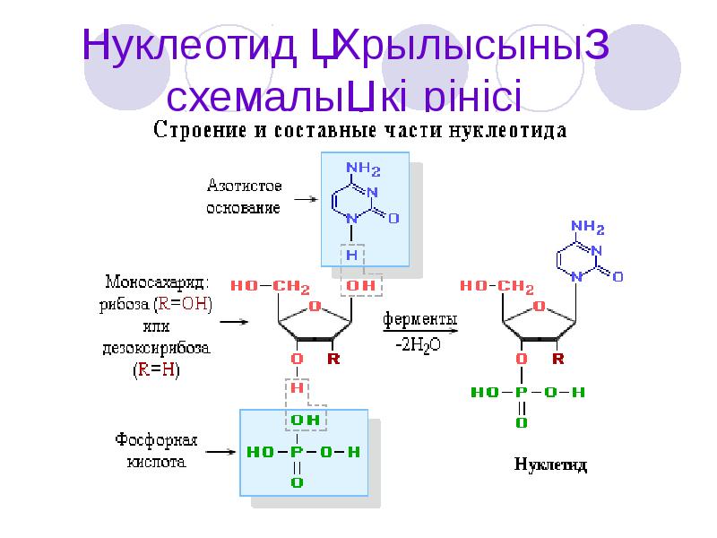 Нуклеотид схема строения