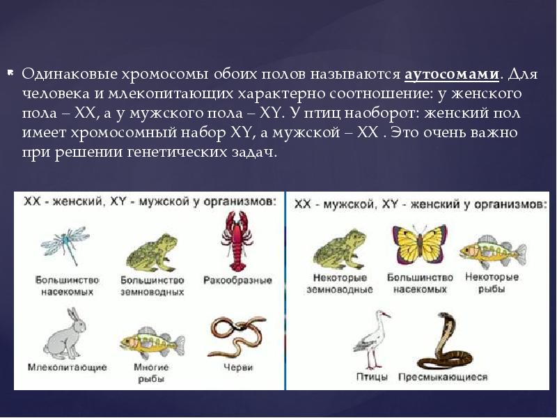 Хромосомы одинаковые у самцов и самок называются