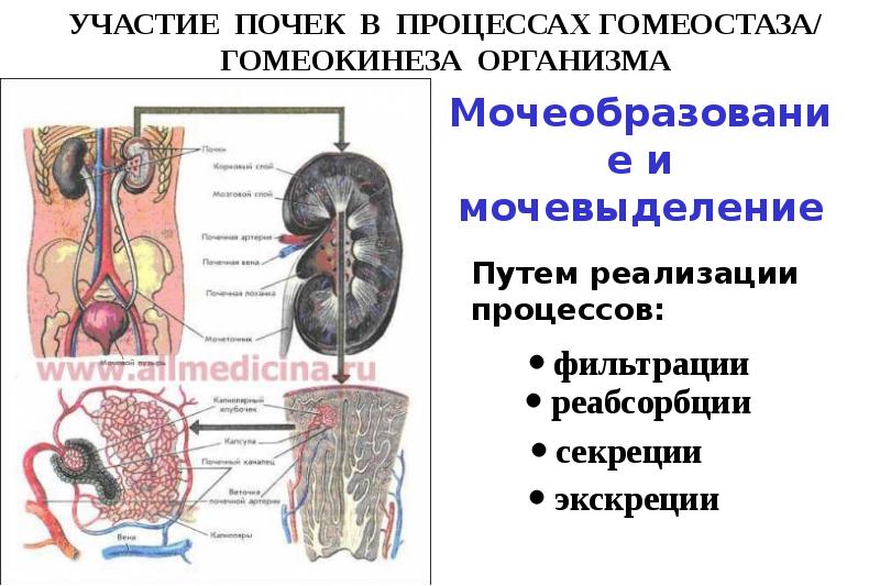 Патофизиология почек презентация