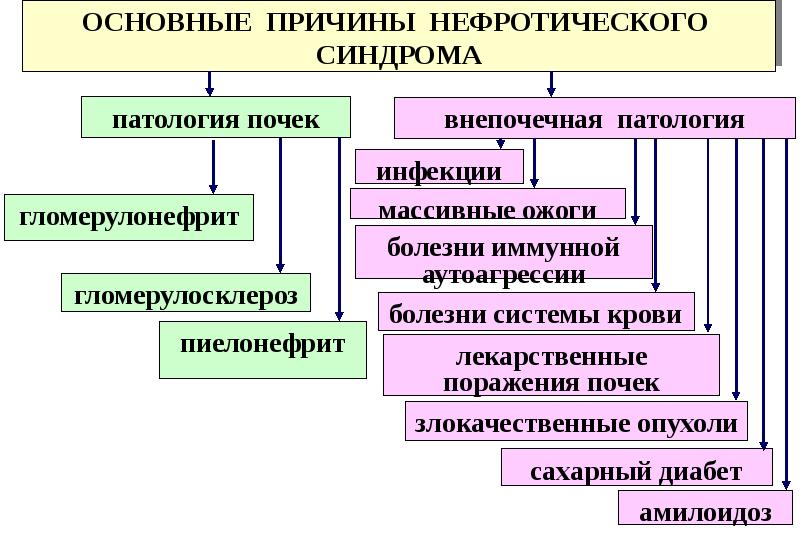 Патофизиология почек презентация