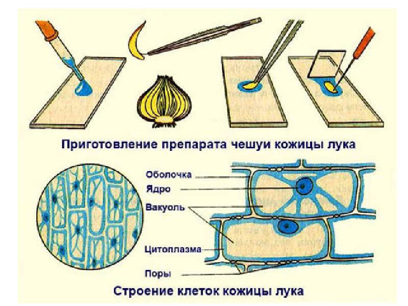 Клетки кожицы. Рассматривание препарата кожицы чешуи лука. Изучение микропрепарата клетки кожицы лука. Изучение клеток чешуи кожицы лука. Клетка микропрепарата кожица лука.