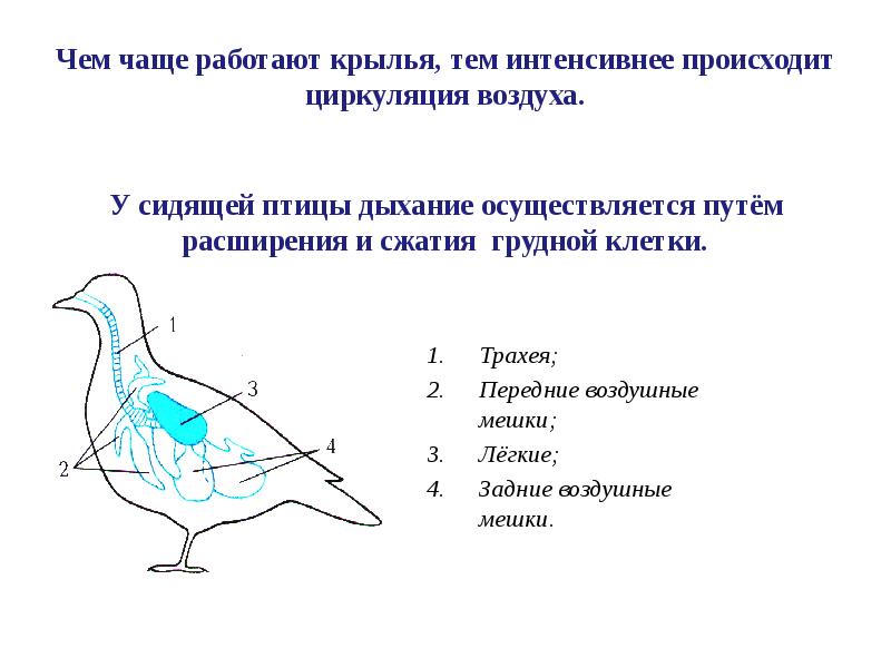 План рассказа о родственных связях между животными укажите место человека в живой природе