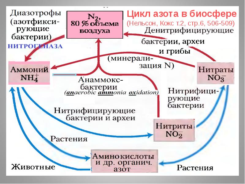 Проект на тему азот в нашей жизни