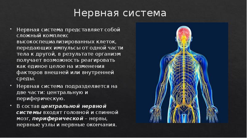 Периферические нервы симптомы. ПНС нервная система. Нервная система презентация. Периферическая нервная система фото. Опухоли периферической нервной системы.