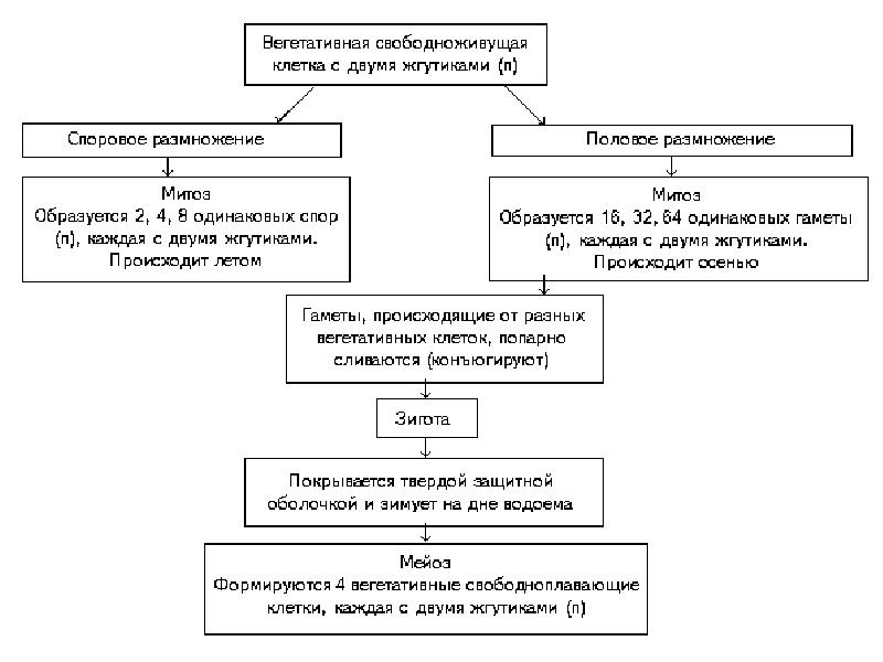 Цикл хламидомонады схема